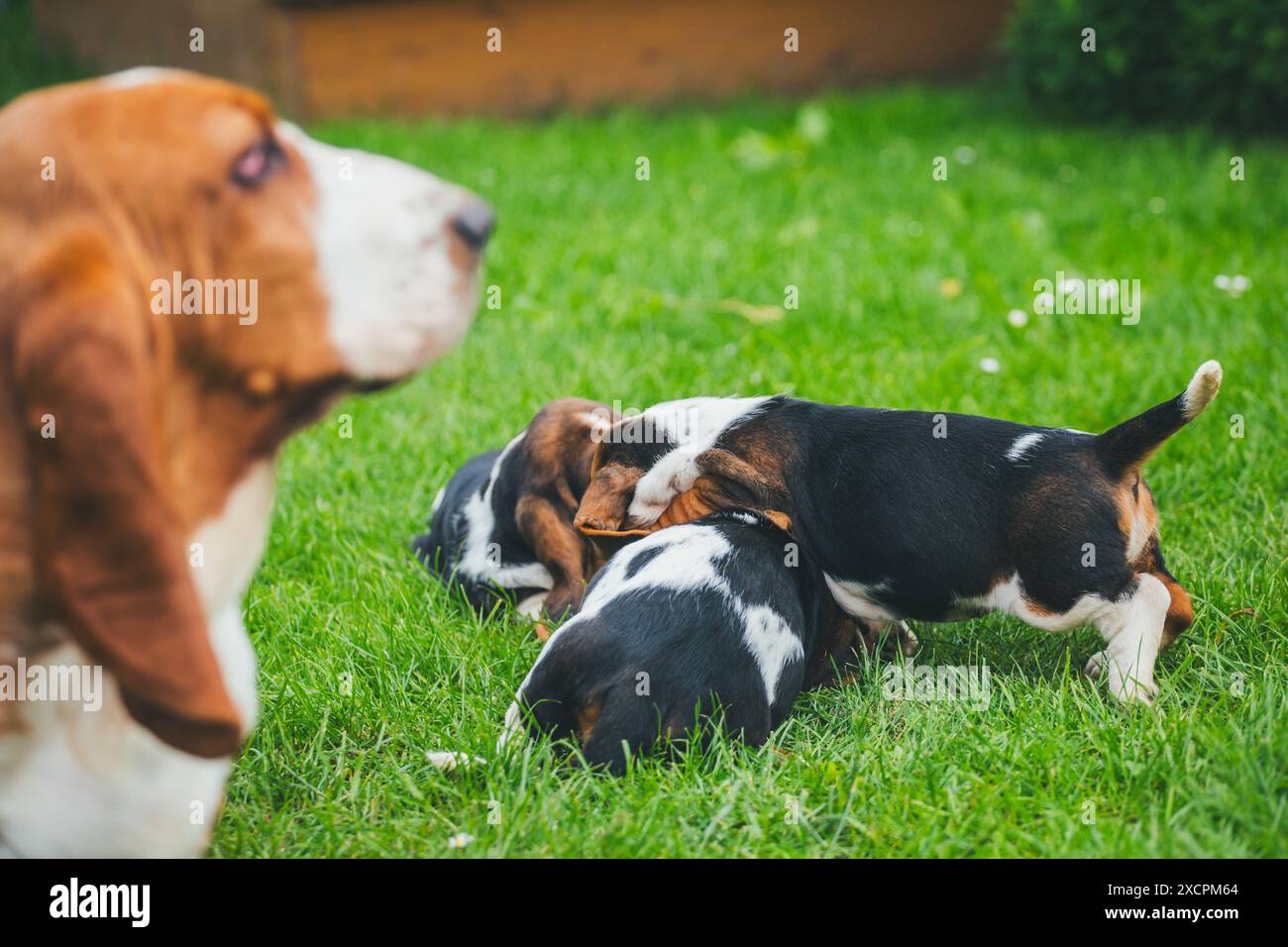 Cuccioli di Basset Hound Foto Stock