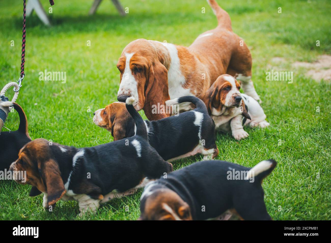Basset Hound cane donna e i suoi cuccioli Foto Stock
