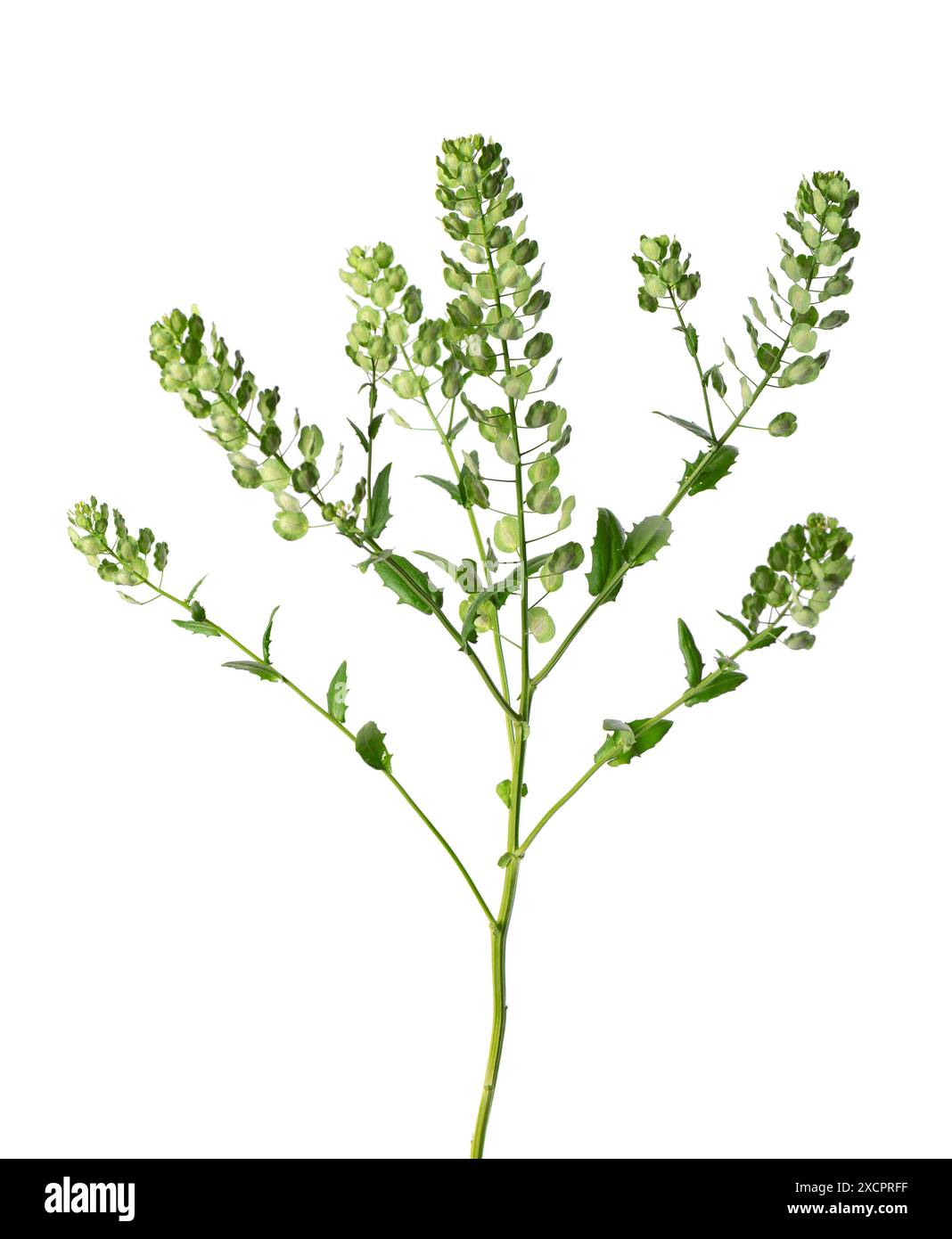 Thlaspi arvense isolato su sfondo bianco. Podi ovali appiattiti di Field Pennycress. Erbe medicinali Foto Stock