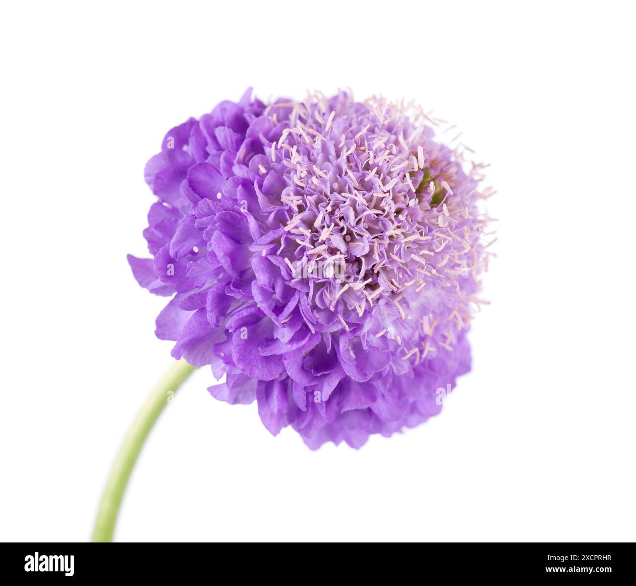 Fiore scabioso isolato su sfondo bianco. Arvensi di Knautia. Doppio fiore viola di scabiosa Foto Stock