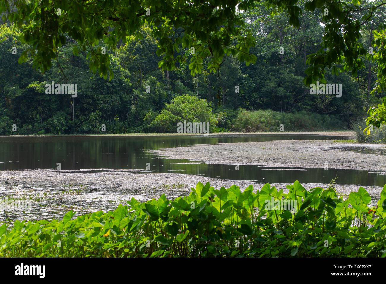 La vegetazione panoramica, il paesaggio, la vista sul lago, lo sforzo paesaggistico e lo spazio offrono ai visitatori la tranquillità di vivere la natura. Giardini botanici di Singapore. Foto Stock