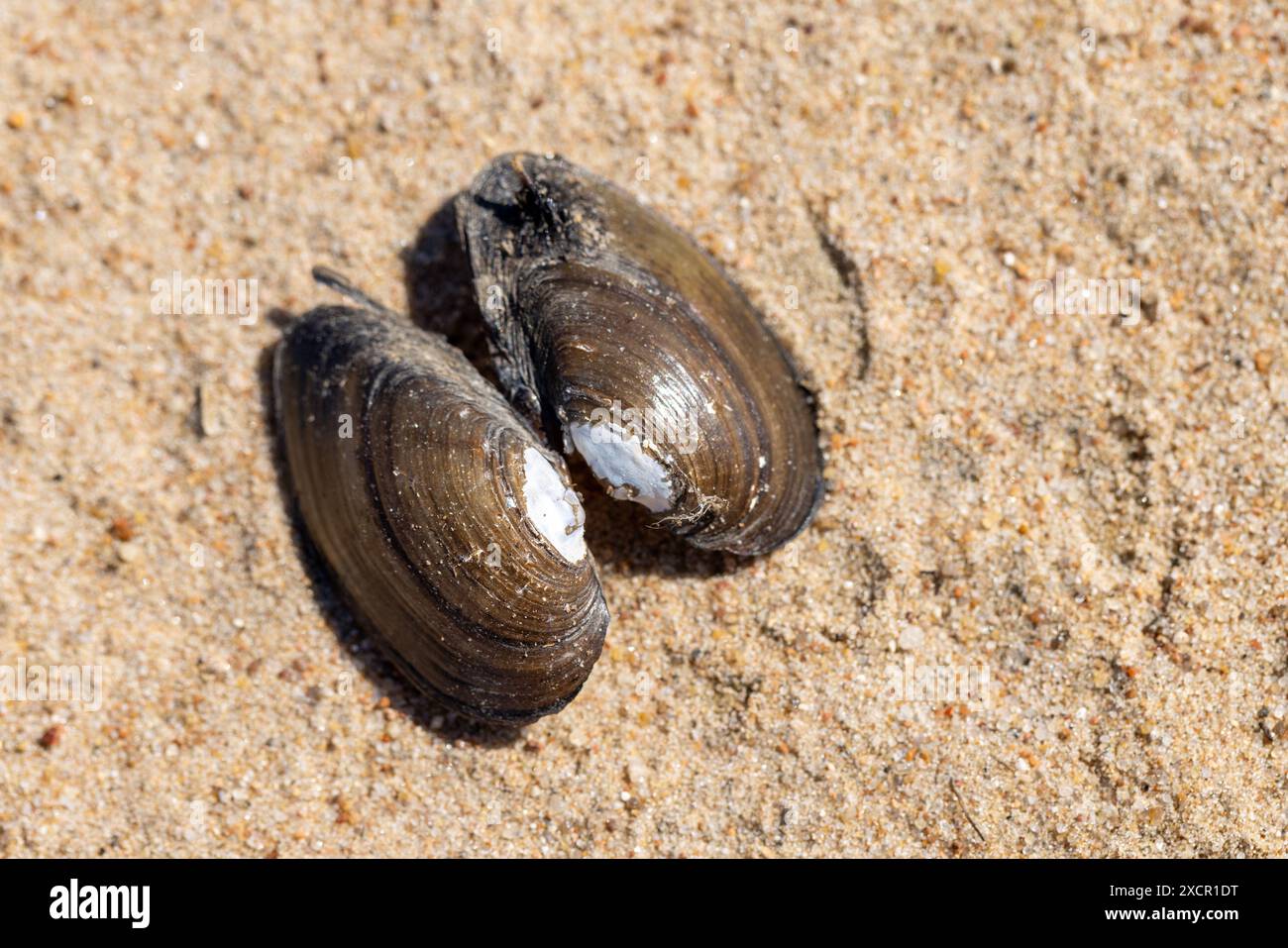 Un guscio vuoto di cozze blu giace sulla sabbia costiera, Mytilus edulis Foto Stock