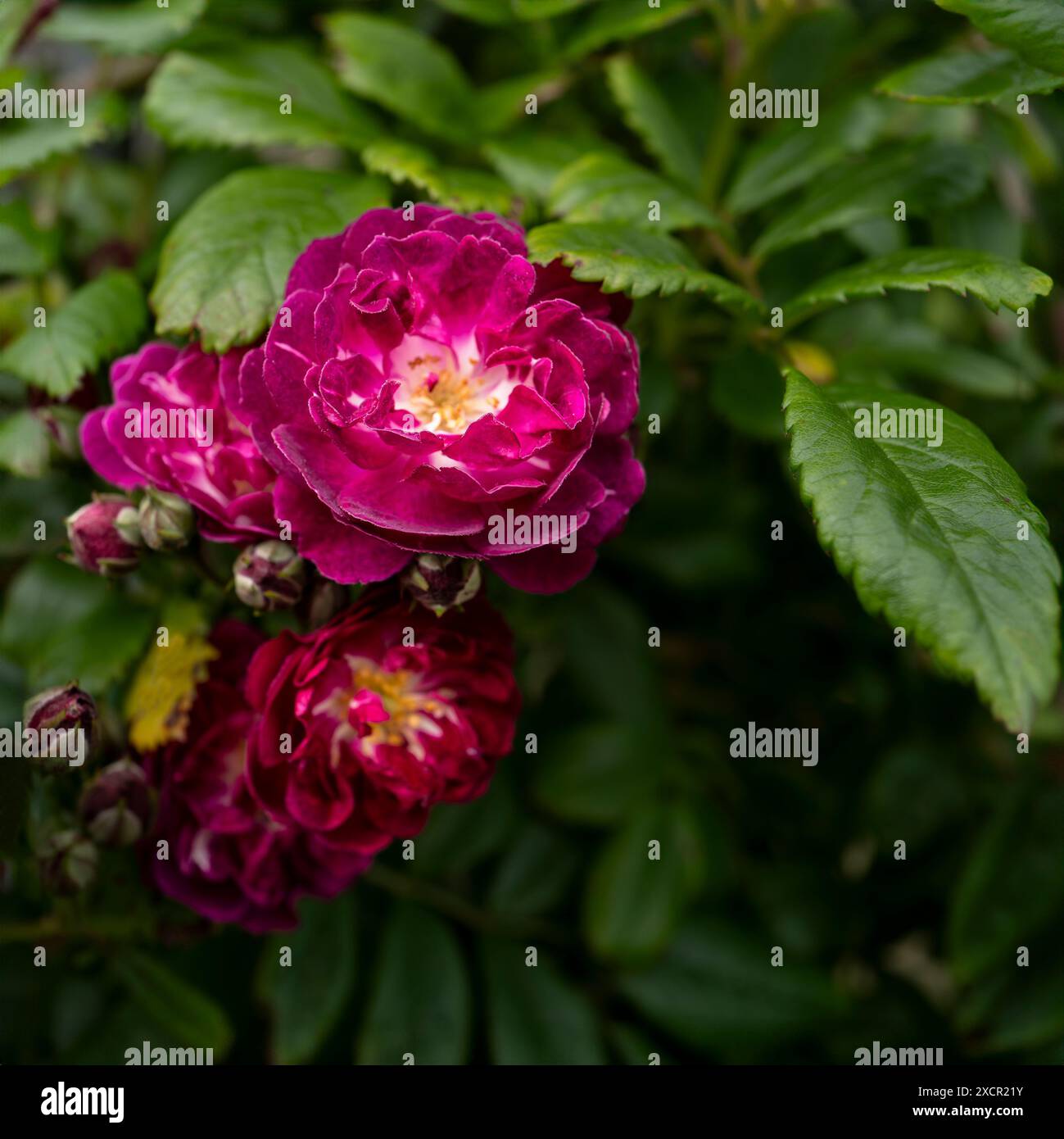 Rosa Durrell è un arbusto cespuglioso e deciduo che cresce in un giardino nel Regno Unito. Foto Stock