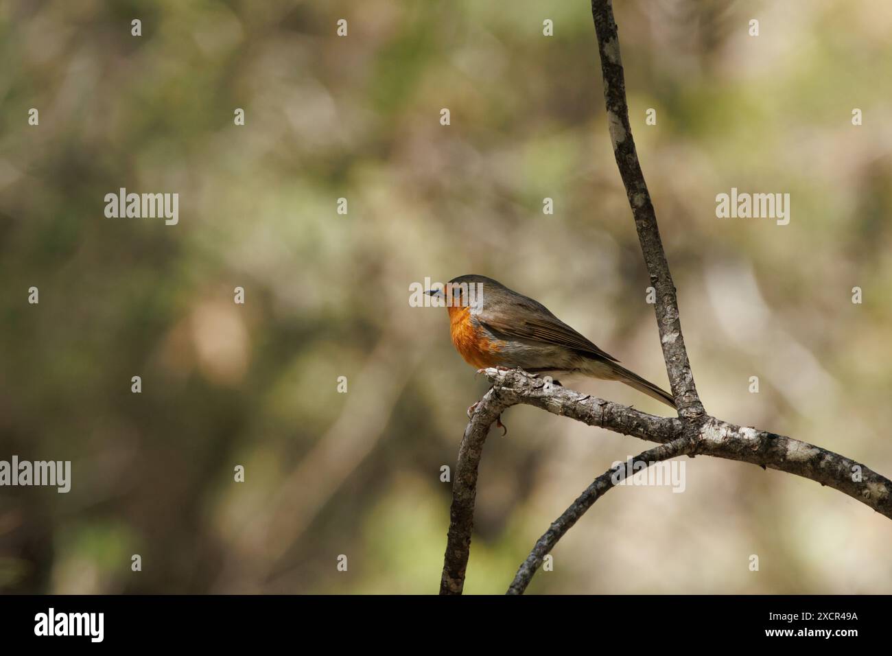 Robin europeo (erithacus rubecula) arroccato su ramoscelli con raggio di sole che illumina il suo petto arancione, Alcoy, Spagna Foto Stock