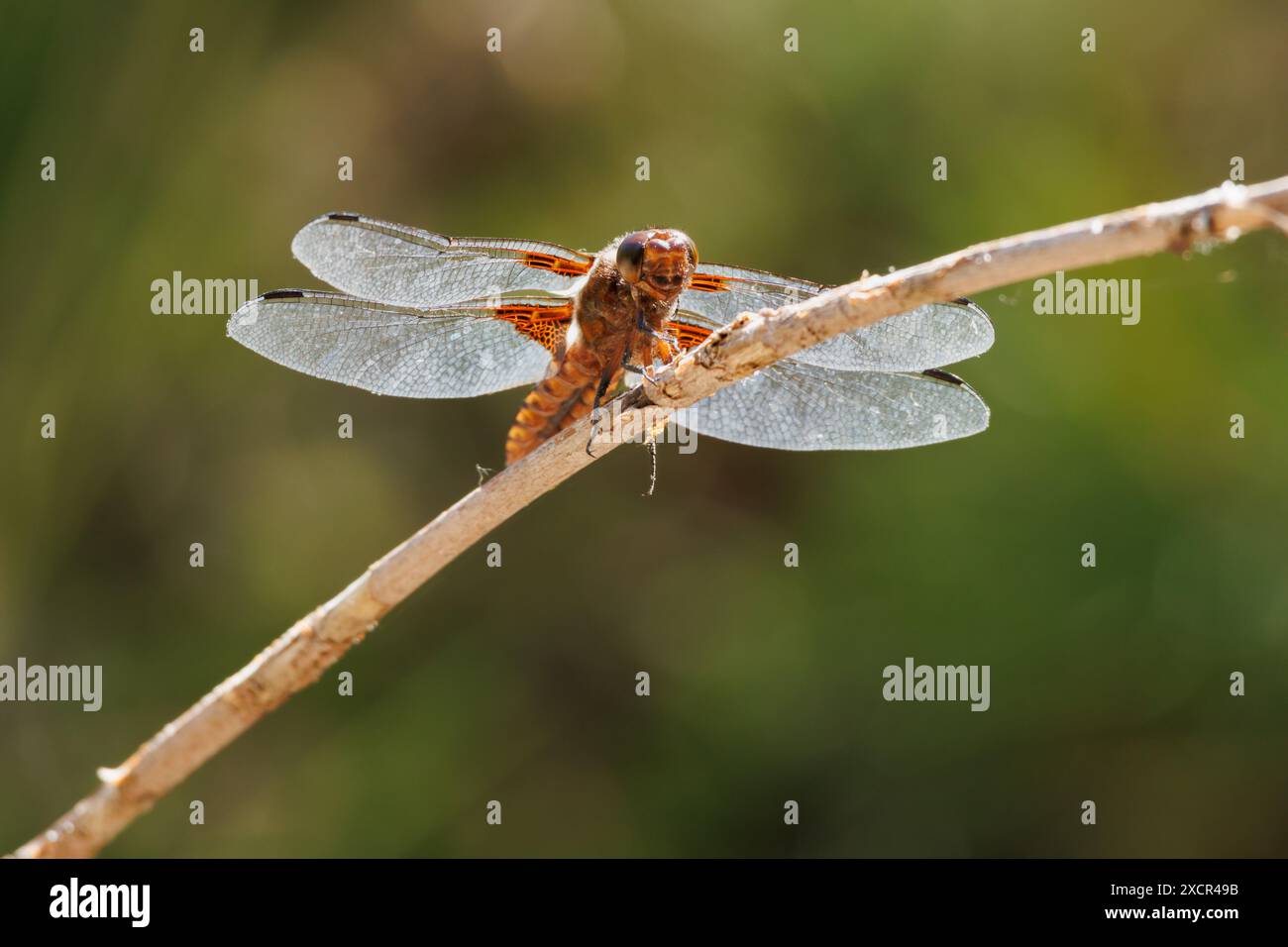 Parte inferiore di una libellula depressa arroccata alla fine di una canna, Alcoy, Spagna Foto Stock