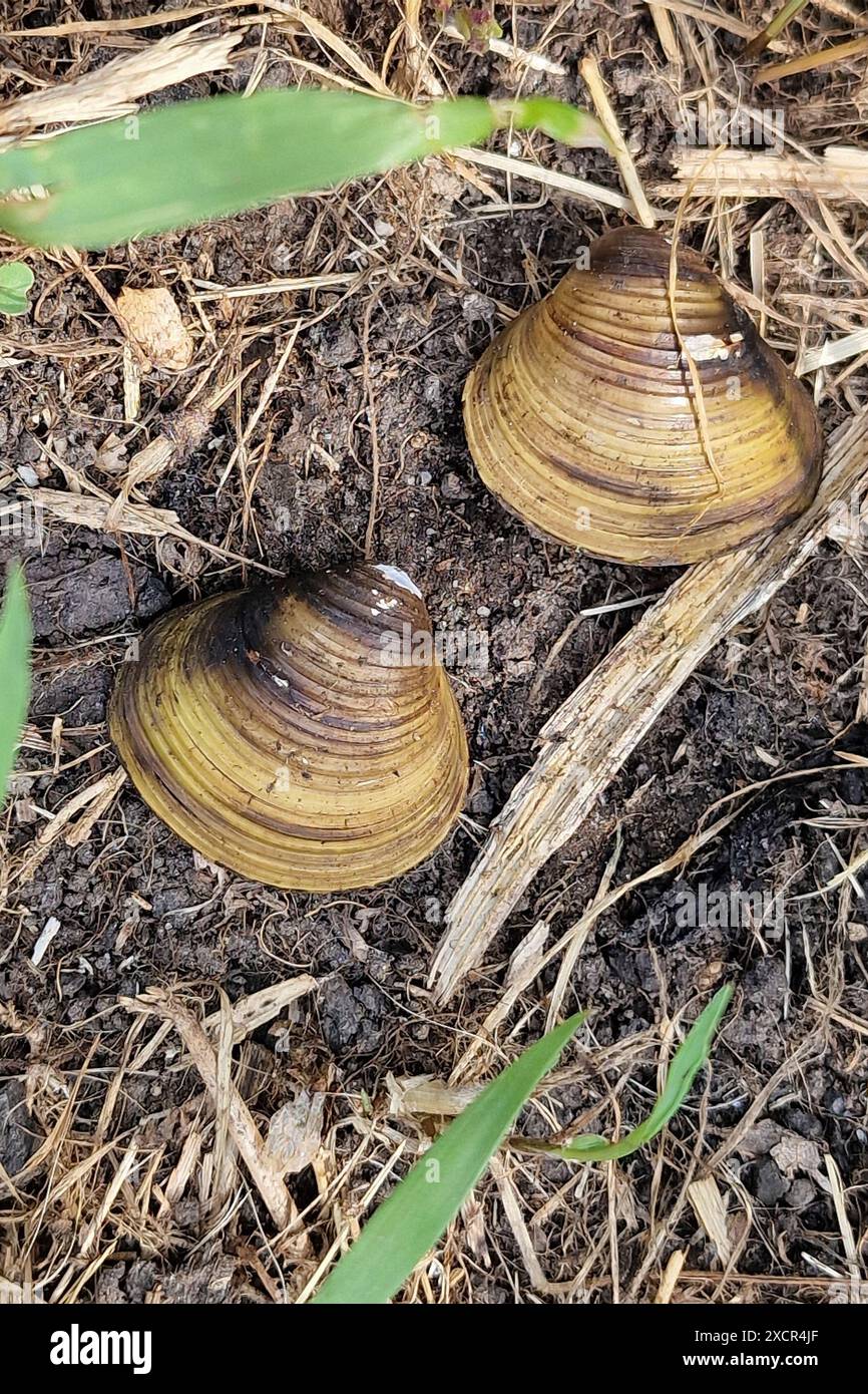 Due valvole di conchiglia di vongole asiatiche (Corbicula fluminea) Foto Stock