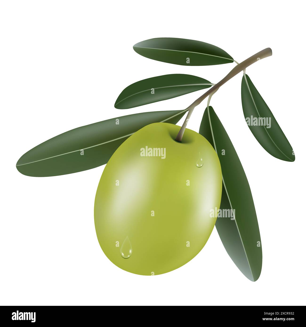 Vettoriale che disegna il ramo dell'olivo con l'olivo verde. Illustrazione Vettoriale