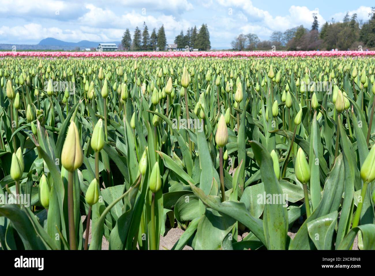 Stato di Washington, Stati Uniti. Le gemme di tulipani stanno per fiorire. Foto Stock