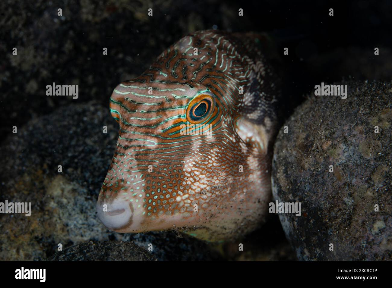 Un piccolo toby, Canthigaster sp., si nasconde in mezzo a un fondale roccioso di notte. I pesci di barriera spesso assumono colori più scuri di notte per mimetizzare. Foto Stock