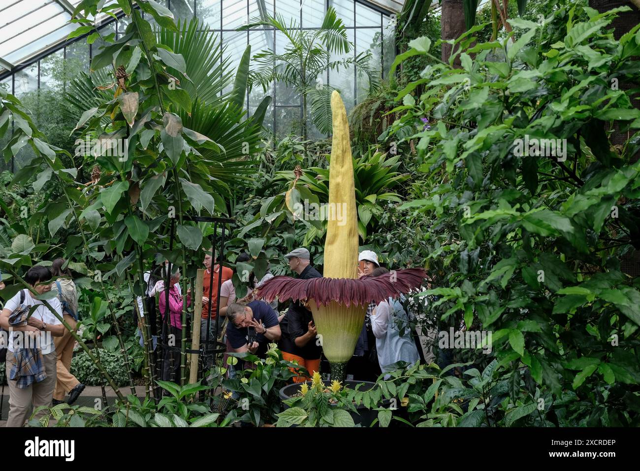 Londra, Regno Unito, 18 giugno 2024. Un esemplare di Titan Arum (Amorphophallus titanum) fiorisce al Kew Garden di Londra all'interno del conservatorio Princess of Wales. Il fiore di breve durata è alto oltre 2 metri e può raggiungere circa 3 metri. La punta di fiore attira insetti che nutrono la carne, come le mosche con un odore di carne marcificata, per facilitare il processo di impollinazione. È il secondo esemplare a fiorire in una settimana a Kew - con un terzo previsto presto. Credito: Fotografia dell'undicesima ora/Alamy Live News Foto Stock