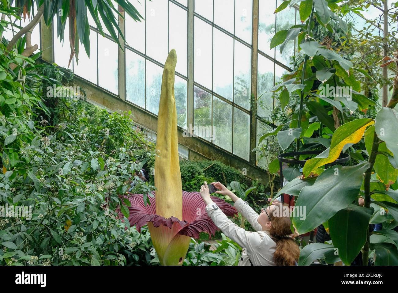 Londra, Regno Unito, 18 giugno 2024. Un esemplare di Titan Arum (Amorphophallus titanum) fiorisce al Kew Garden di Londra all'interno del conservatorio Princess of Wales. Il fiore di breve durata è alto oltre 2 metri e può raggiungere circa 3 metri. La punta di fiore attira insetti che nutrono la carne, come le mosche con un odore di carne marcificata, per facilitare il processo di impollinazione. È il secondo esemplare a fiorire in una settimana a Kew - con un terzo previsto presto. Credito: Fotografia dell'undicesima ora/Alamy Live News Foto Stock
