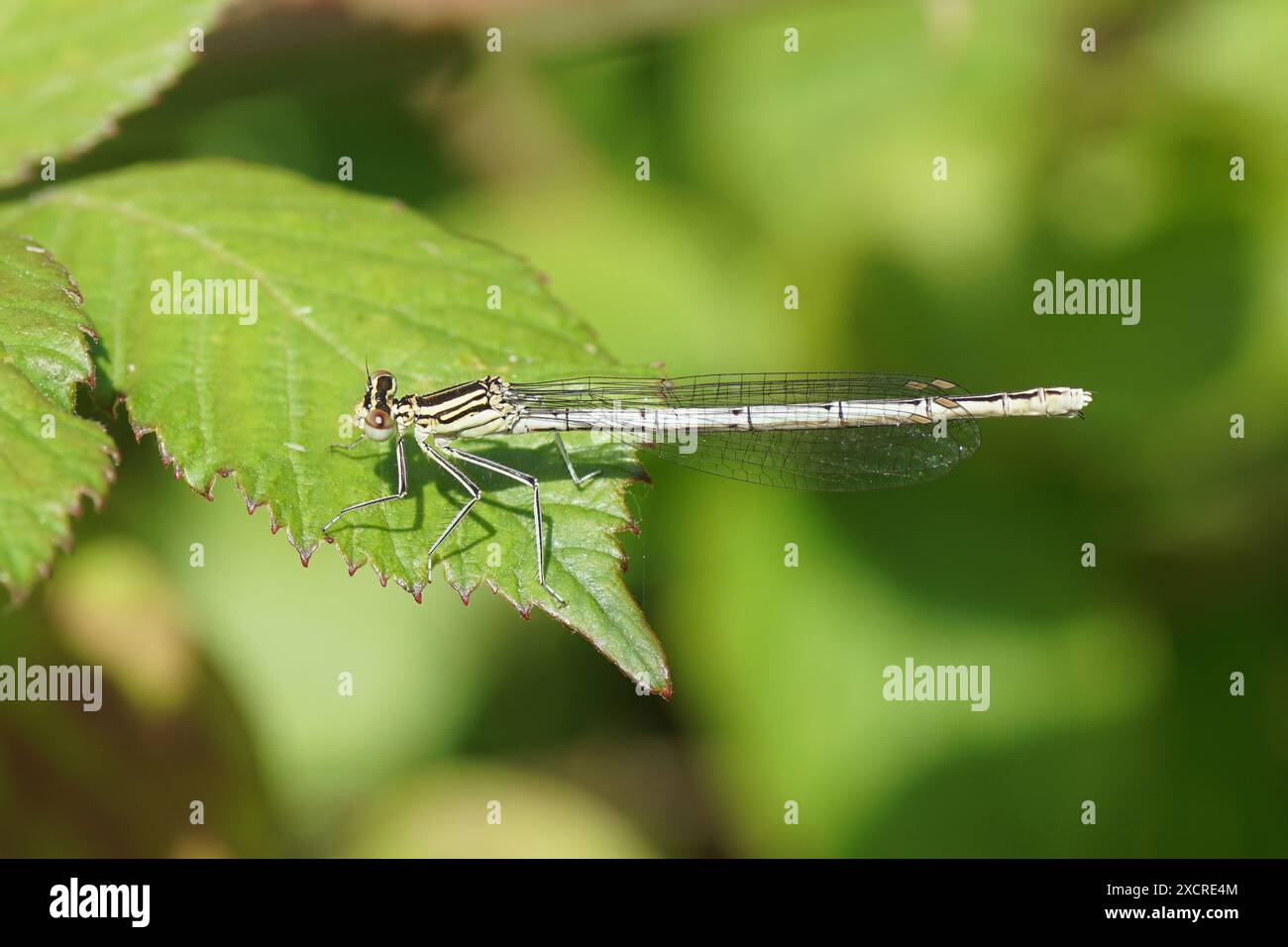 Femmina damselfly a gambe bianche o gamba di piume blu (Platycnemis pennipes), famiglia Platycnemididae su una foglia di un cespuglio di mora. Estate, giugno, Francia Foto Stock