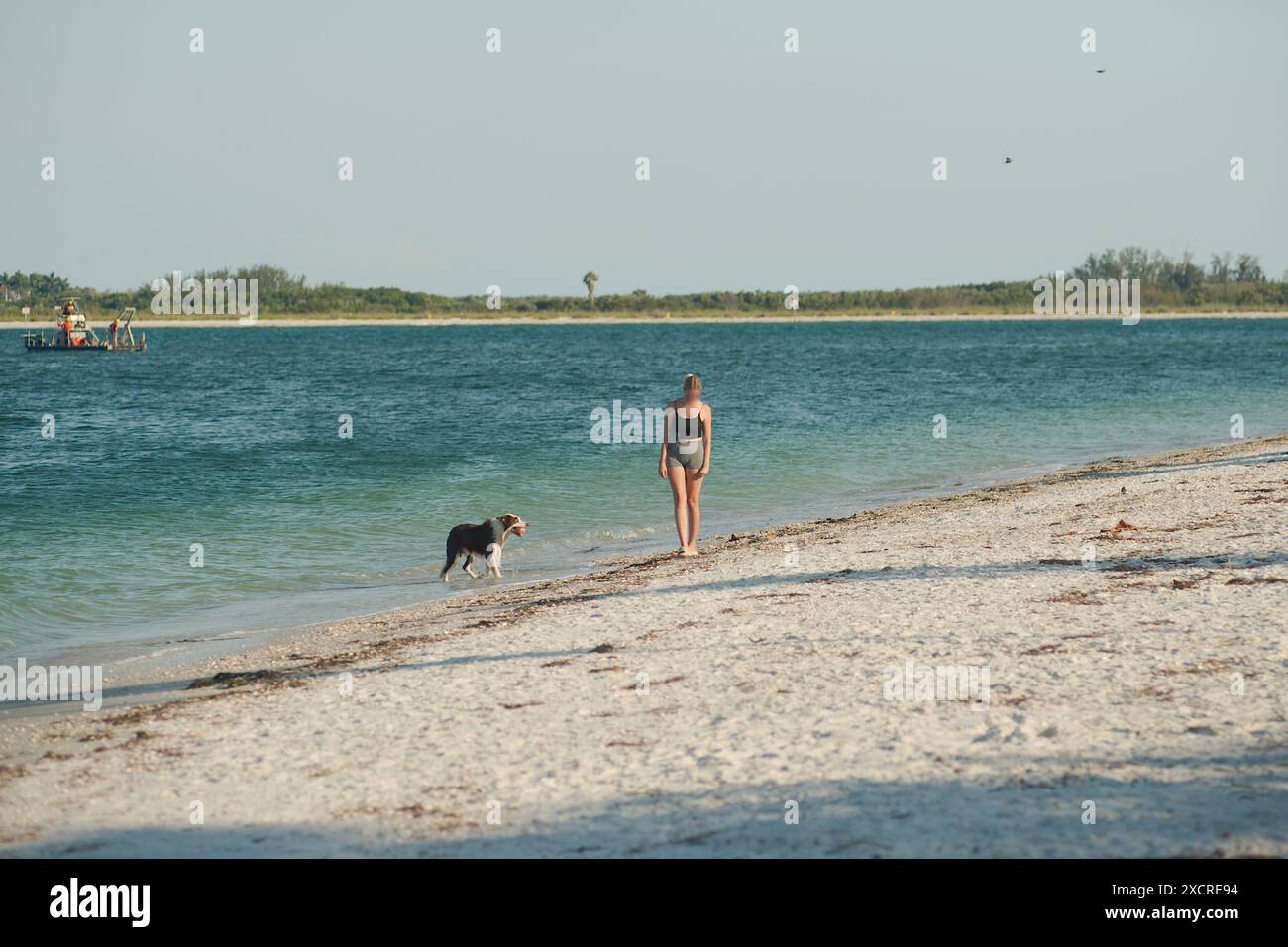 Ampia vista di una giovane donna che cammina sulla spiaggia con un cane sulla destra in cima nera e pantaloncini corti. Guardando verso il canale della griglia Pass-a-Grille. Vicino al tramonto Foto Stock
