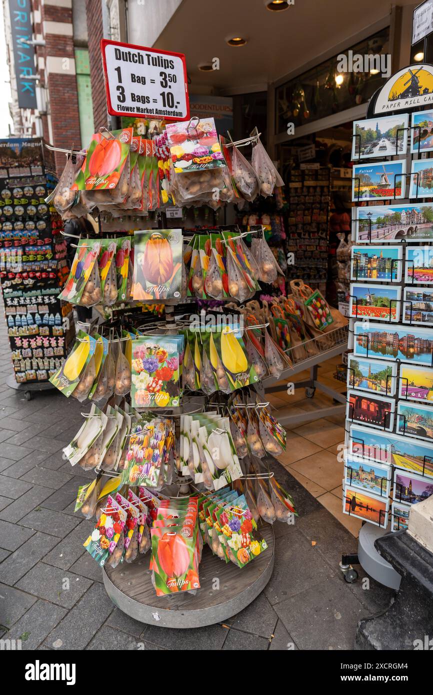 Amsterdam, Paesi Bassi. Tulipani olandesi, destinati ai turisti, in vendita all'esterno di un negozio di articoli da regalo. Foto Stock