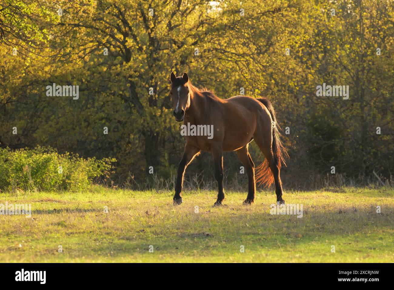 Cavallo arabo della baia rossa che cammina in tarda serata con il sole primaverile, guardando lo spettatore Foto Stock