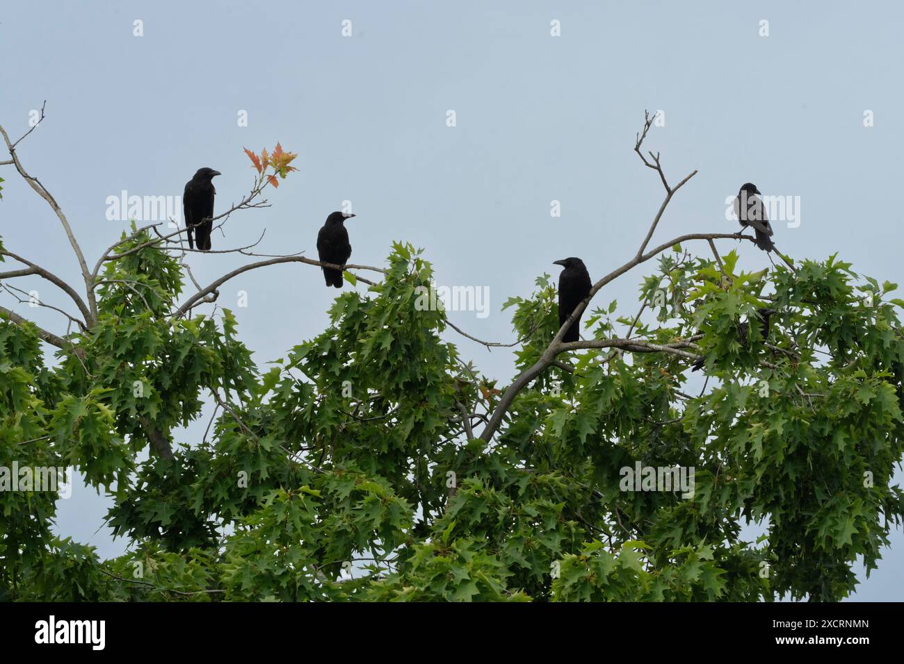 Shoreditch Park è uno spazio aperto nella zona di Hoxton di Shoreditch nel London Borough of Hackney Foto Stock