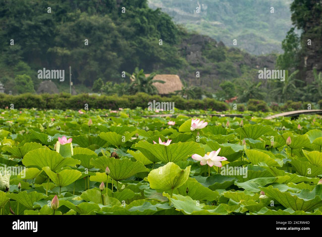 Bellissimo loto (Nelumbo nucifera), stagno nella provincia di Ninh Binh, vicino alla grotta di Mua e ai piedi del monte Ngoa Long, attrazione turistica del Vietnam del Nord Foto Stock