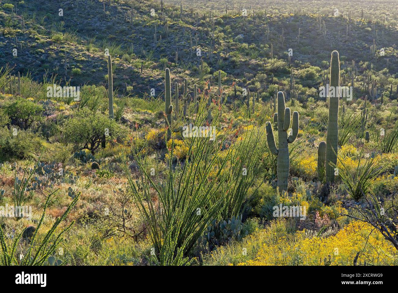 Ocotillo illuminato lateralmente, il saguaro si erge in collina in primavera, al sole del tardo pomeriggio, al Parco Nazionale del Saguaro Foto Stock