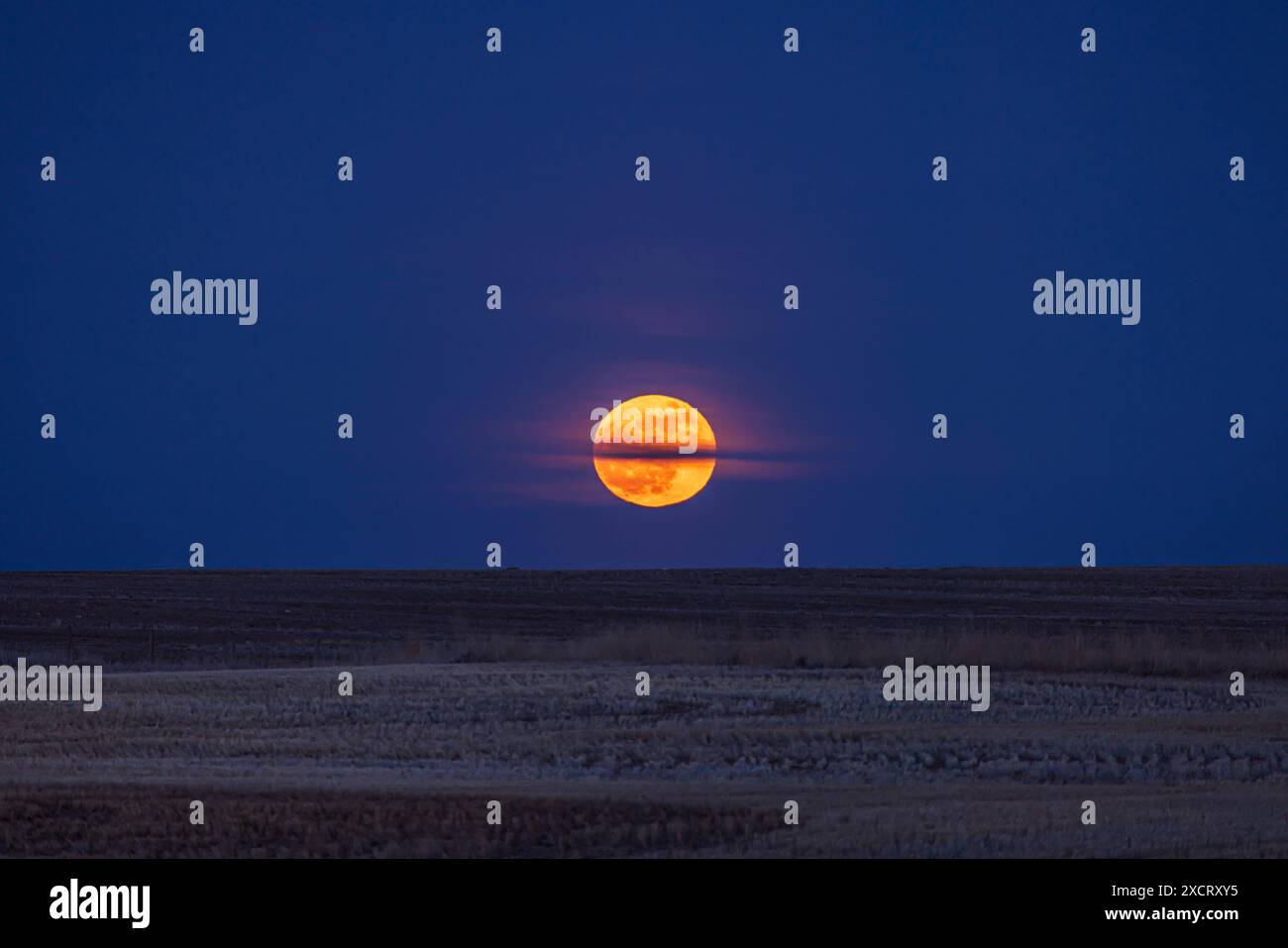 La Luna piena nascente del 23 aprile 2024, con la Luna piena di aprile chiamata popolarmente la Luna "Rosa" o la Luna che Croaking. Qui sta sorgendo sopra Foto Stock