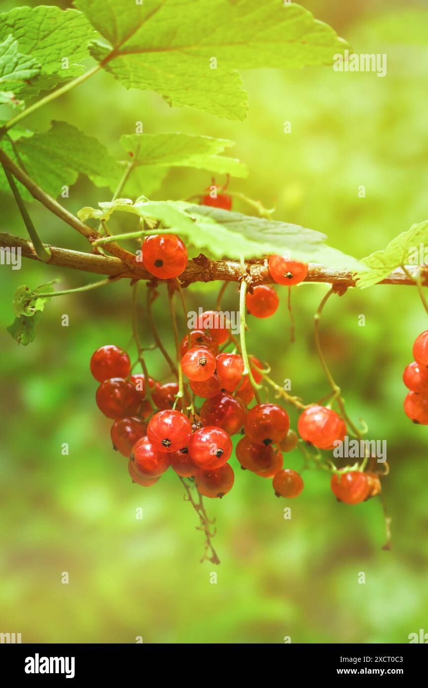 Ribes rosso organico fresco con morbido sfondo bokeh. Bacche di ribes rosso in giardino. Foto Stock