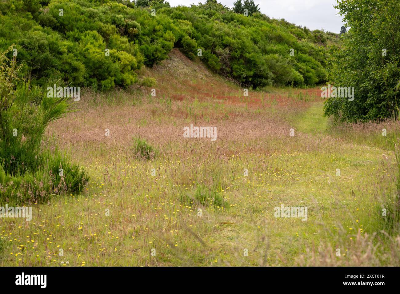 Area di brughiera con erba stretta e erba più lunga circondata da cespugli di gorse. Foto Stock
