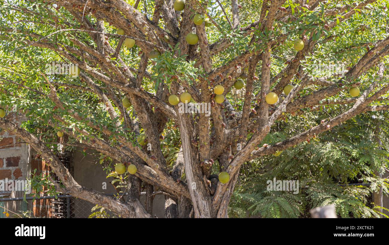 Calabash Tree (Crescentia alata) chiamato anche calabash messicano, jicaro, morro, morrito o calabash alato in Nicaragua. Tipiche palline gialle che crescono sul tronco con frutta rotonda nera all'interno. Foto Stock