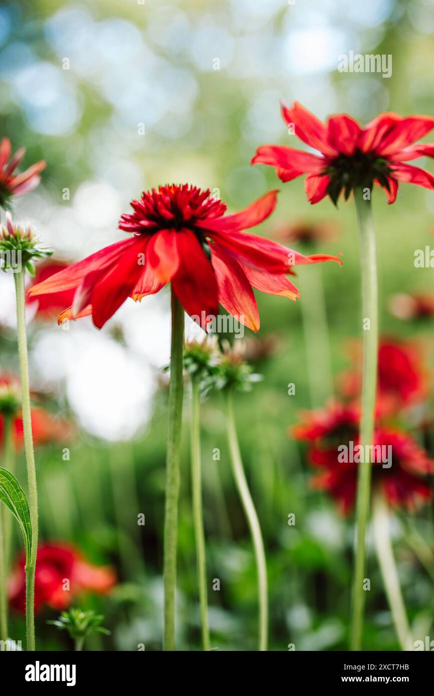 Echinacea purpurea boccioli di fiori brillanti rosso eccentrico tra foglie verdi su sfondo naturale. Fiori fioriti in giardino formale estivo pianta medica Foto Stock