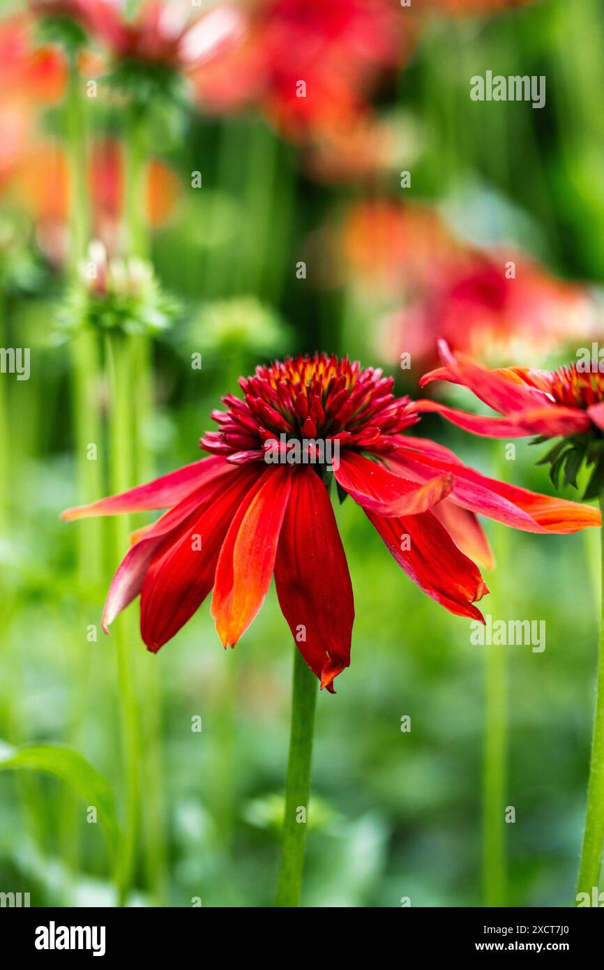 Echinacea purpurea boccioli di fiori brillanti rosso eccentrico tra foglie verdi su sfondo naturale. Fiori fioriti in giardino formale estivo pianta medica Foto Stock