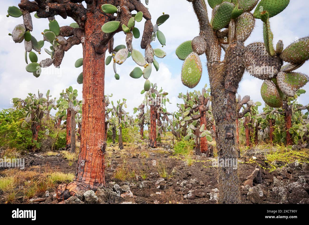 Paesaggio primordiale delle isole Galapagos con opuntia gigante, isola di Santa Cruz, Ecuador. Foto Stock