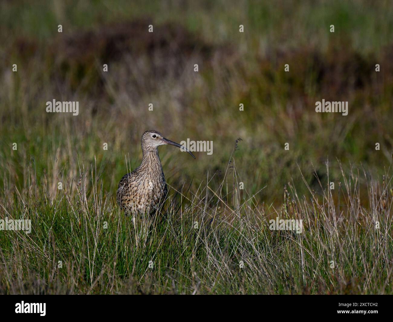 Vista frontale del Curlew eurasiatico, illuminato dal sole (alto wader, lungo becco e occhio curvo, habitat naturale delle brughiere) - Dallow Moor, North Yorkshire, Inghilterra Regno Unito. Foto Stock