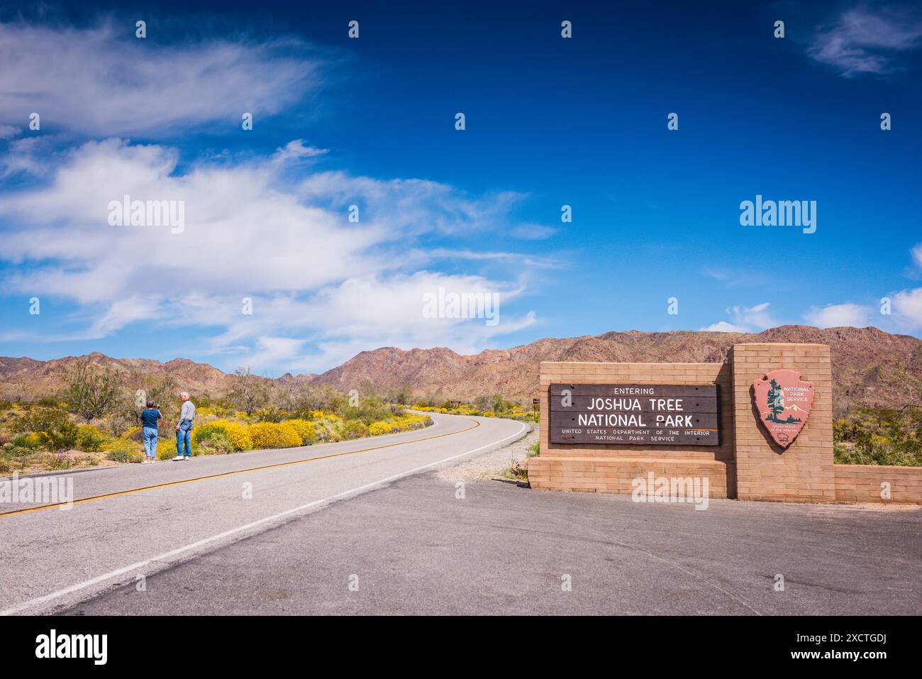 Coppia che fotografa Brittlebush 'Encelia farinosa' strada di fiori gialli all'ingresso del Joshua Tree National Park. Foto Stock