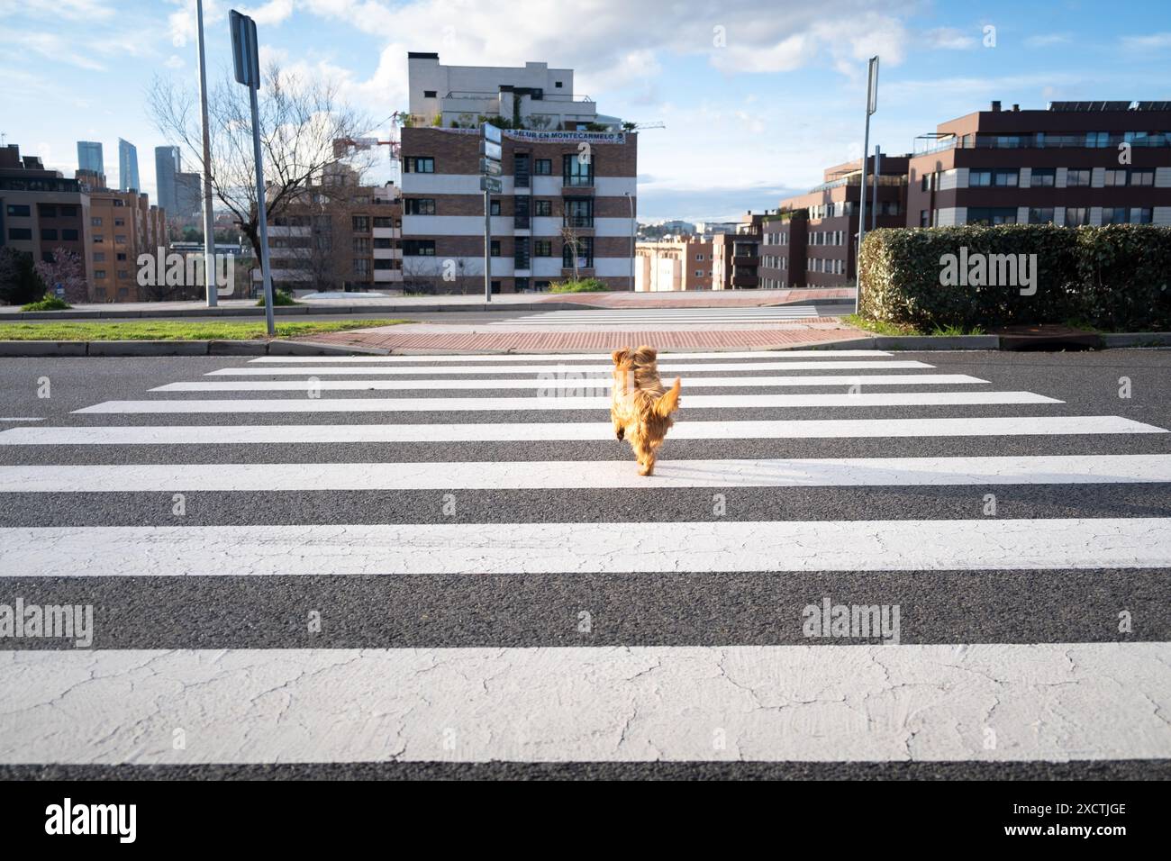 Un piccolo cane terrier dorato attraversa la strada lontano da un incrocio zebrato con una città moderna e verde sullo sfondo. Addestramento dei cani, responsabilità e. Foto Stock