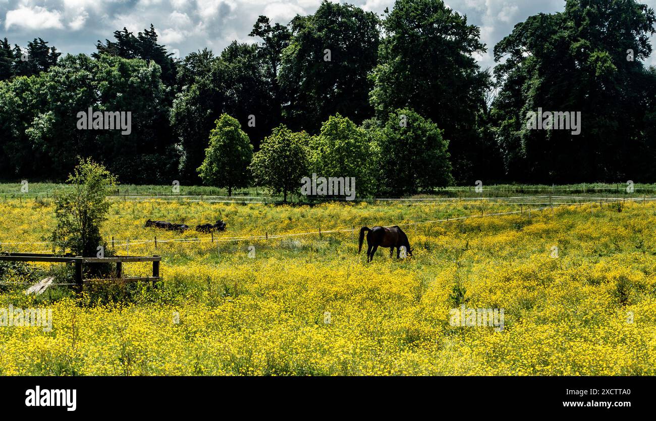Un solo cavallo pascola in un campo di coppe gialle. Foto Stock