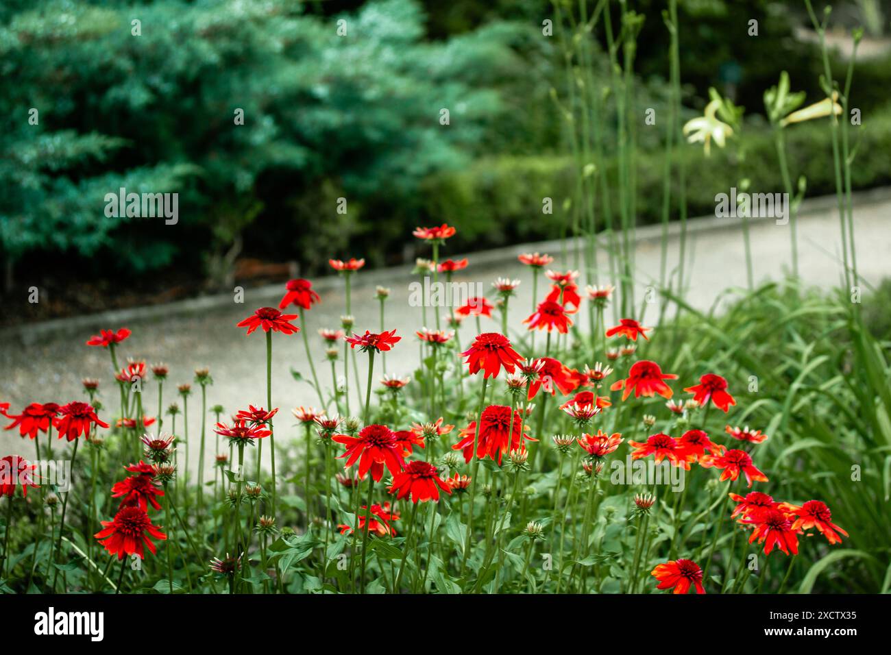 Echinacea purpurea boccioli di fiori brillanti rosso eccentrico tra foglie verdi su sfondo naturale. Fiori fioriti in giardino formale estivo pianta medica Foto Stock