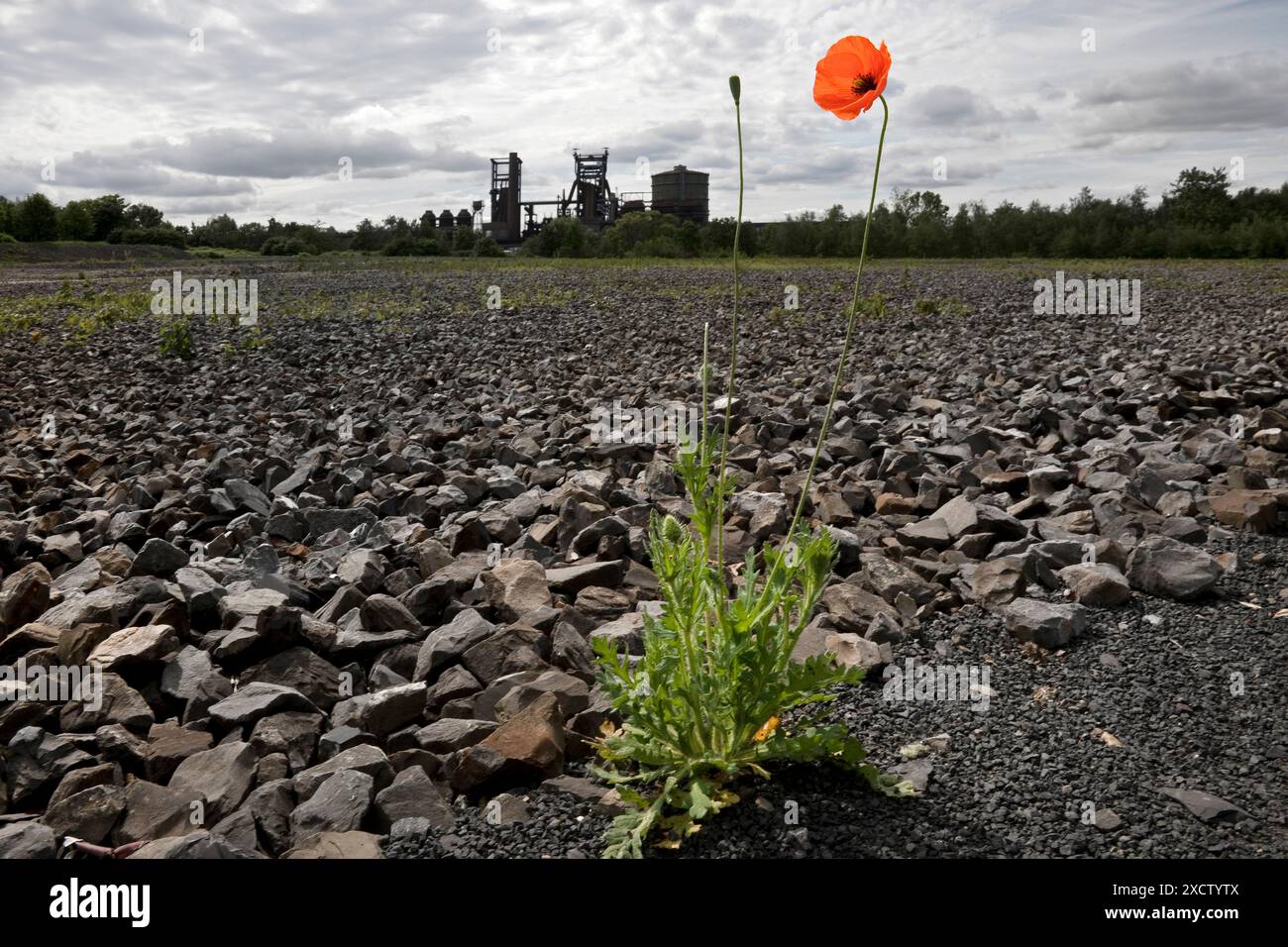 Papavero dalla testa lunga, papavero da campo (Papaver dubium), papaveri in fiore sulla temeraria punta di Hympendahl con la pianta dell'altoforno Phoenix-West nel Foto Stock
