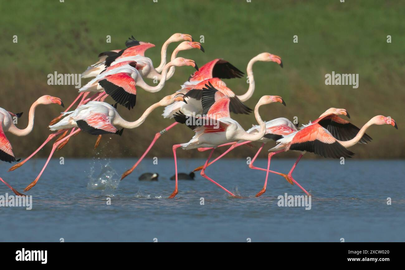 Grande fenicottero (Phoenicopterus roseus, Phoenicopterus ruber roseus), gregge che vola dall'acqua, vista laterale, Italia, Toscana Foto Stock