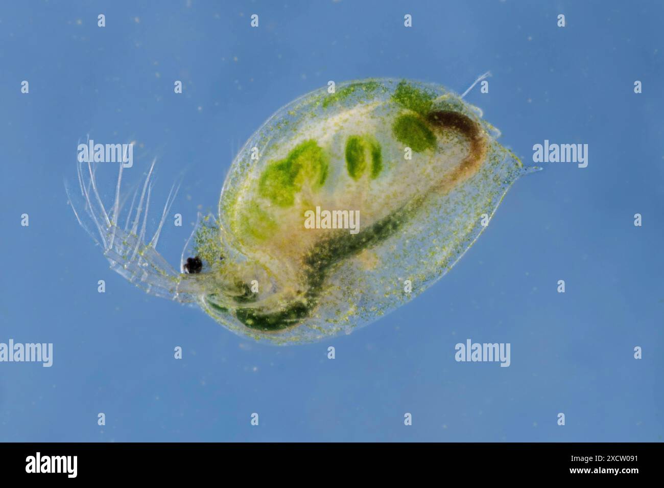 Grandi pulci d'acqua (cfr Daphnia magna), colonizzate da alghe, vista laterale Foto Stock