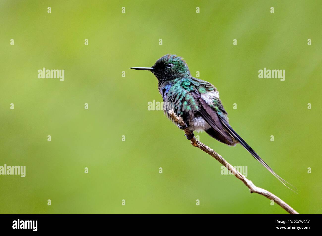 Coda di coda verde (Popelairia conversii, Discosura conversii), uomo seduto su un cespuglio, Costa Rica, Alajuela, Giardini delle Cascate di la Paz Foto Stock