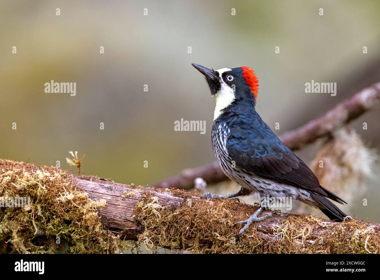Picchio di mais (Melanerpes formicivorus), donna seduta su un ramo nella foresta nebulizzata di montagna, Costa Rica, San Gerardo de Dota Foto Stock