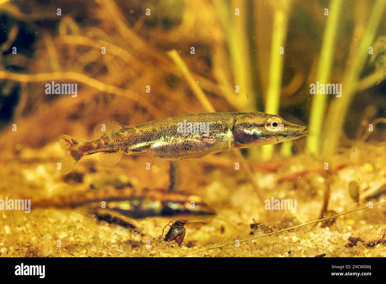 pike, picca settentrionale (Esox lucius), 14 giorni dopo aver nuotato libero, sul fondo dello stagno, Germania Foto Stock