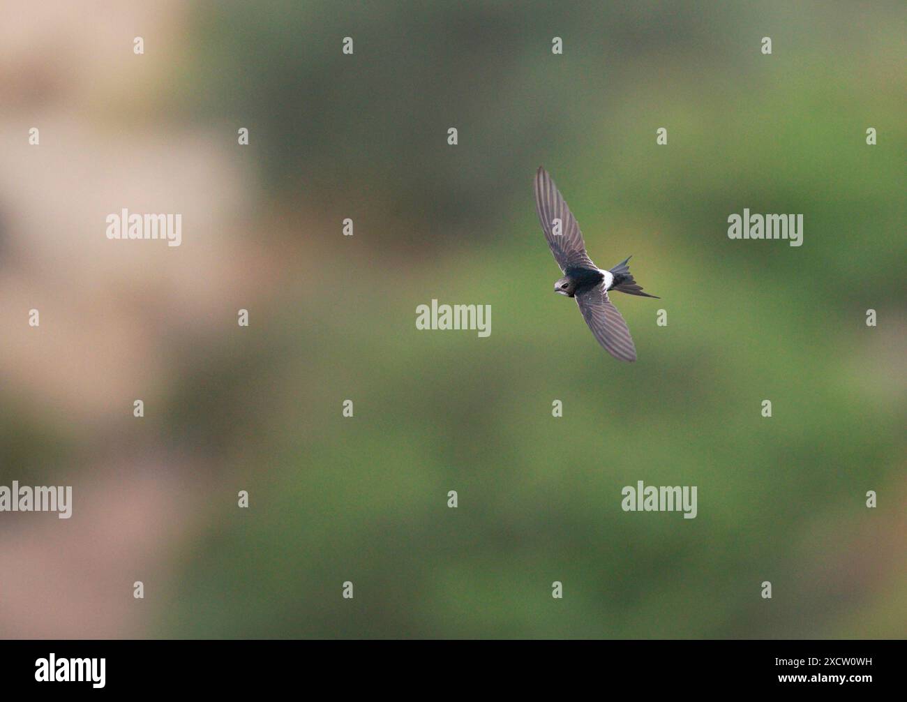 Apus caffer, volo, Spagna, Setefilla Foto Stock