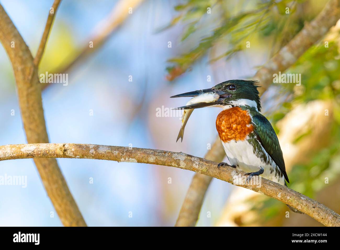 Amazon kingfisher (Chloroceryle amazona), uomo seduto nella foresta della pianura alluvionale con un pesce nel suo becco, Costa Rica, Tarcole Foto Stock