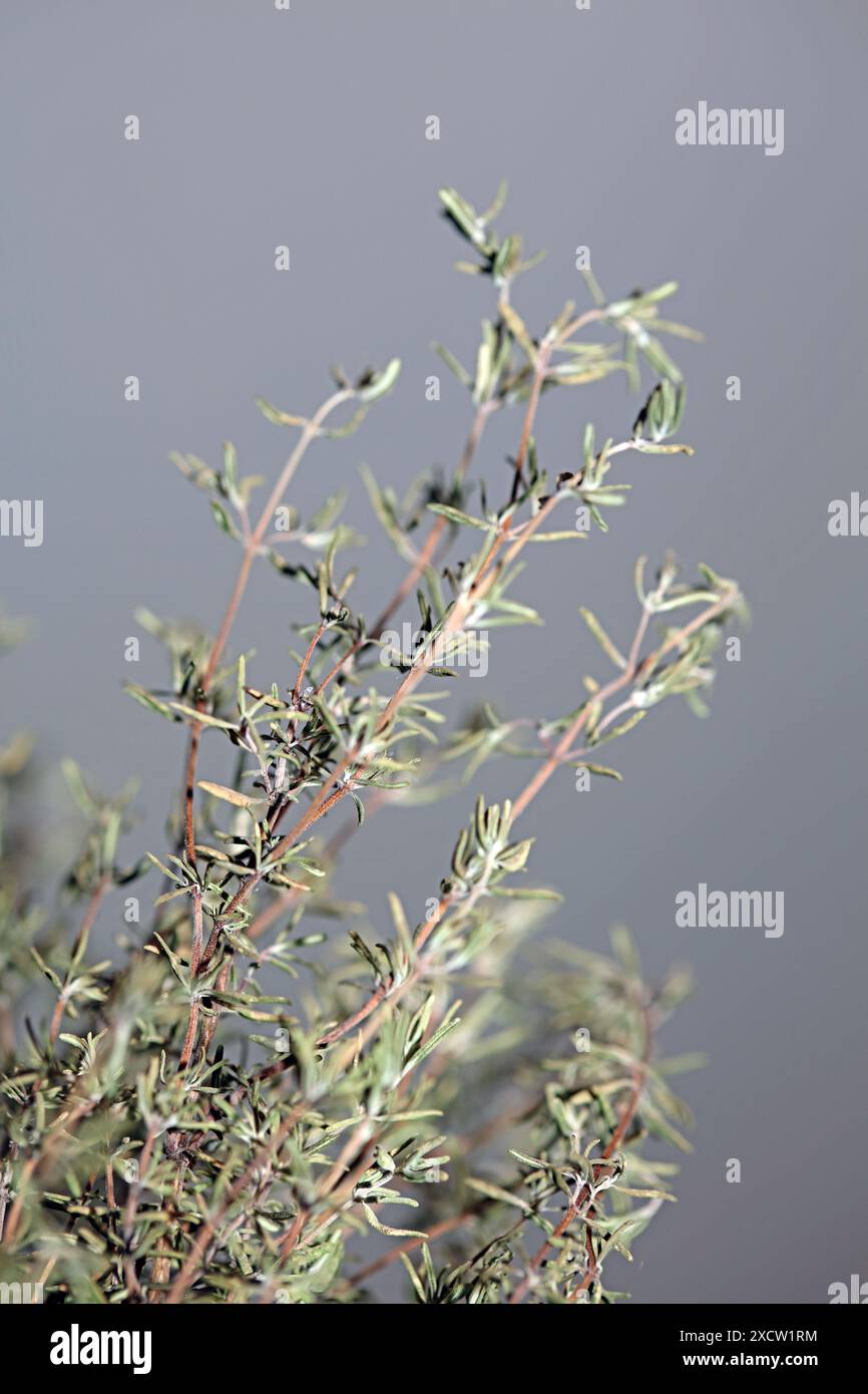 Timo in gomma secco fresco botanico naturale sano potente dei germogli di erbe primo piano sfondo foto istantanee di alta qualità Foto Stock