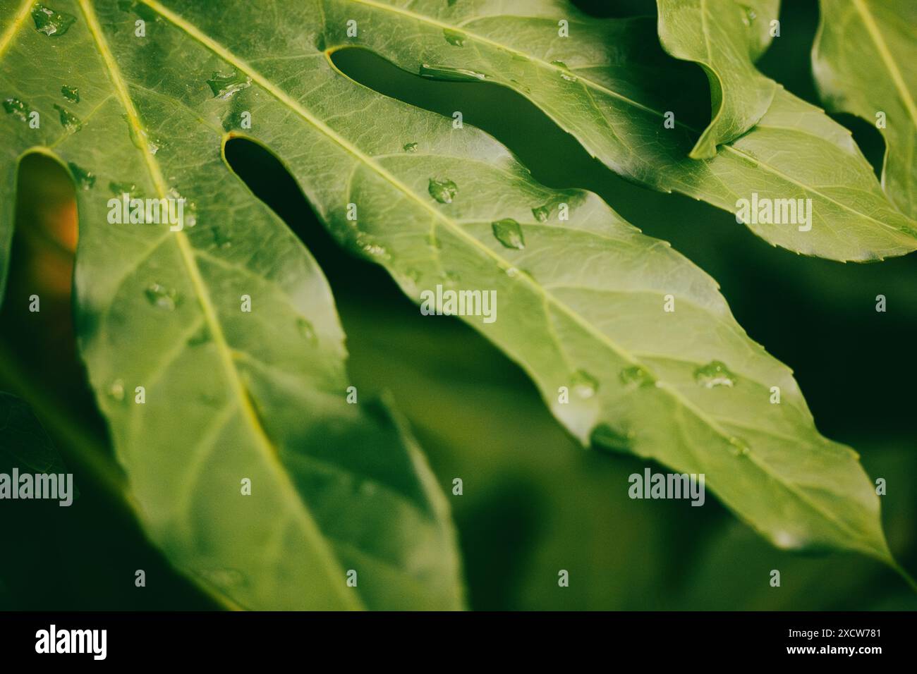 Fatsia japonica grande foglia verde. Foglie bagnate in una foresta pluviale dopo la pioggia. Natura primaverile estiva con piante esotiche, alberi, cespugli. Pianta a bassa crescita. Foto Stock