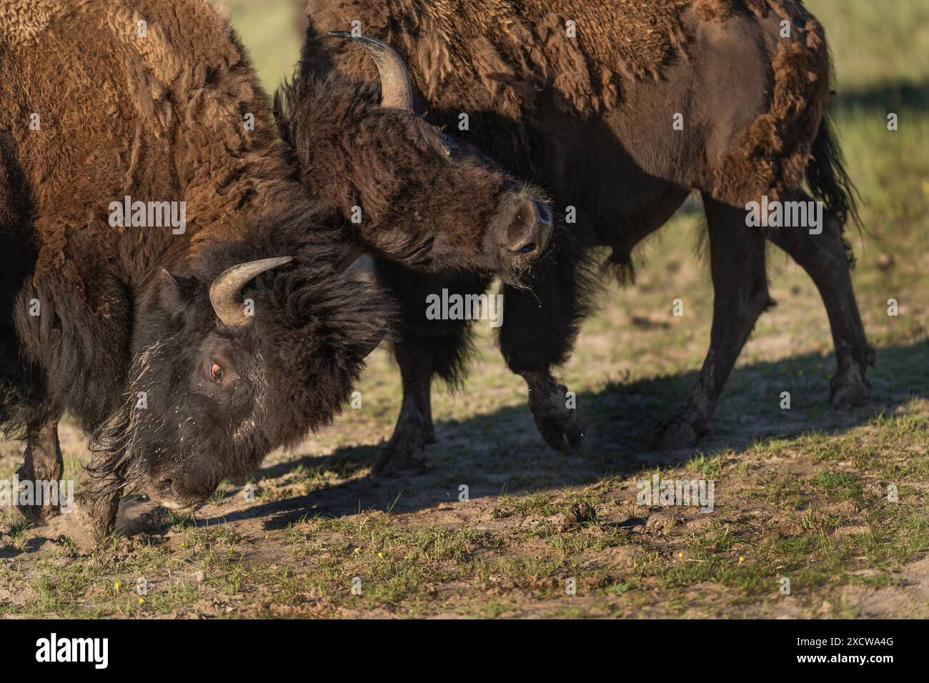 Giovane bisonte toro che si svolge nel parco nazionale di Yellowstone Foto Stock