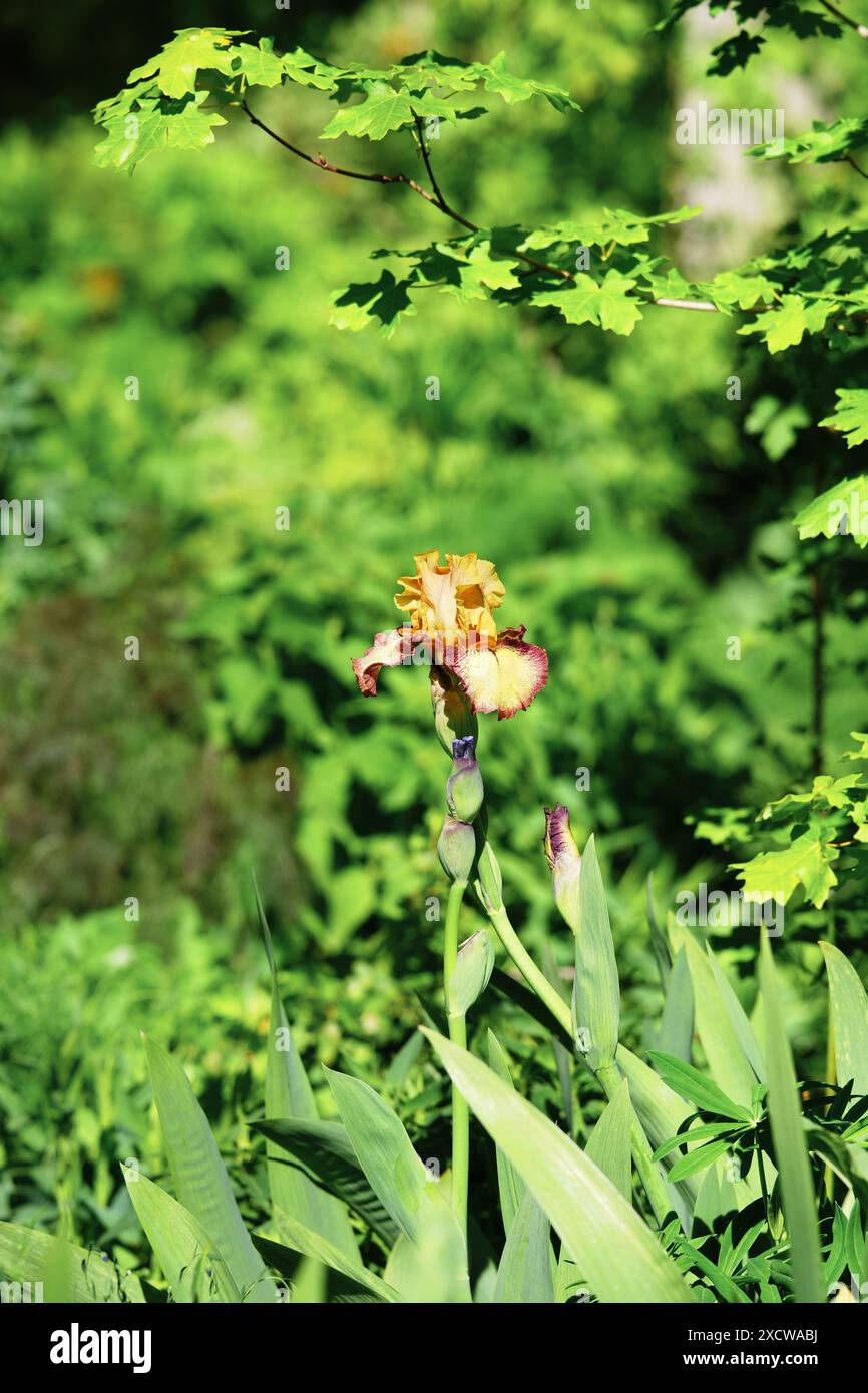 Iris "Peach Picotee" Foto Stock