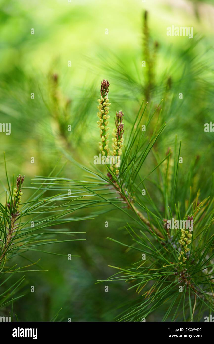 Tanyosho giapponese Red Pine in erba Foto Stock