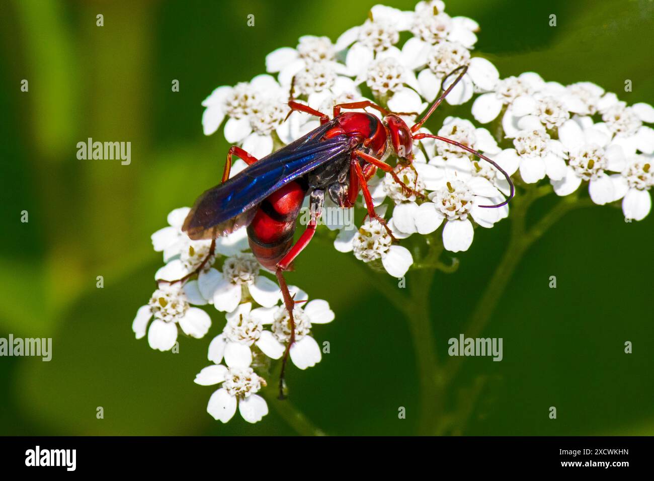 Rusty Spider Wasp, Tachypompilus ferrugineus Foto Stock