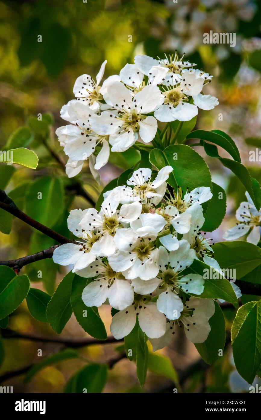 Pere selvatiche in fiore Foto Stock