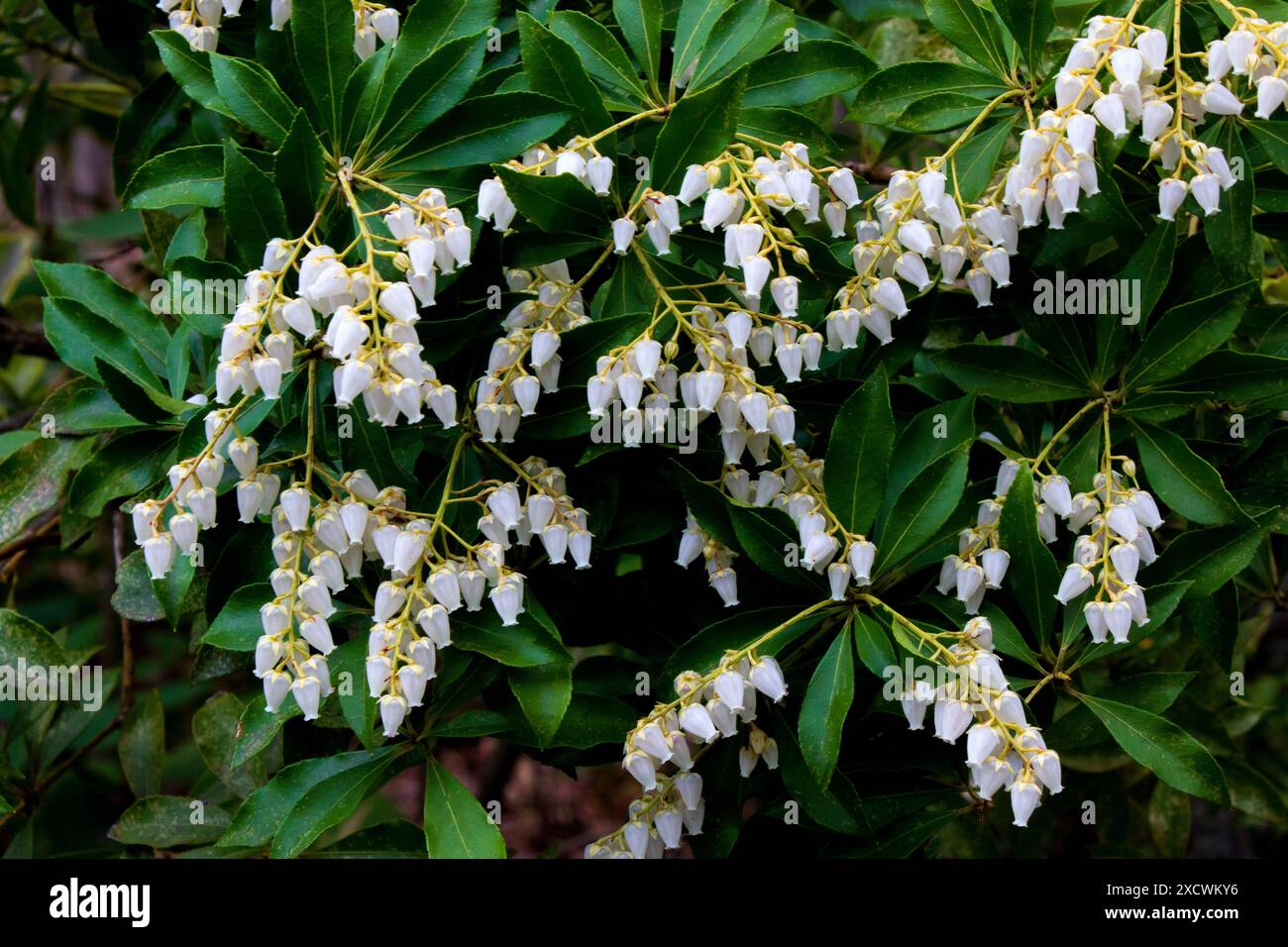 Mountaiin Andromeda, Pieris floribunda, in fiore Foto Stock